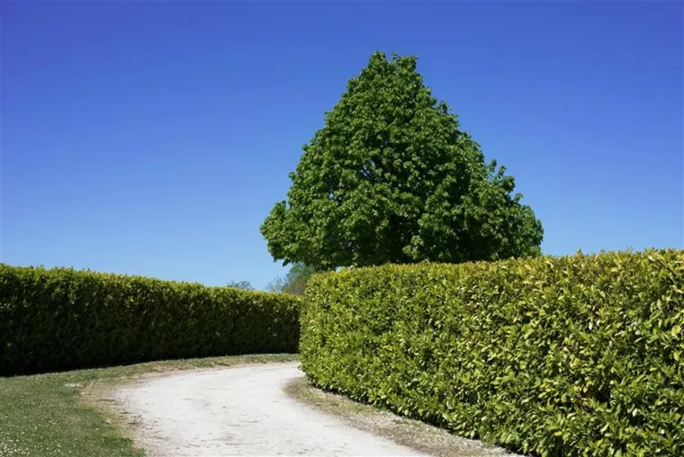 Planter des haies de lauriers pour délimiter une propriété, Carcassonne, FERRAI Aménagement et Nature